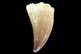 Mosasaur (Prognathodon) Tooth #74994-1